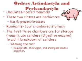 Orders Artiodactyla and
Perissodactyla
• Ungulates-hoofed mammals
• These two classes are herbivores.
– Mostly grazers/browsers
• Ruminants- four chambered stomach
• The first three chambers are for storage
(rumen), use cellulase (digestive enzyme)
to aid in breakdown of cellulose
– “Chewing the cud”
• Regurgitate, chew again, and undergoes double
digestion.
56
 