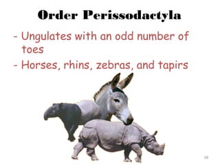 Order Perissodactyla
- Ungulates with an odd number of
toes
- Horses, rhins, zebras, and tapirs
58
 