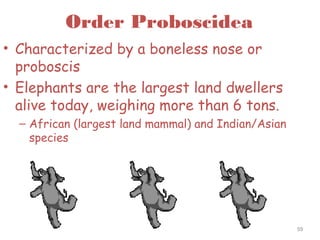 Order Proboscidea
• Characterized by a boneless nose or
proboscis
• Elephants are the largest land dwellers
alive today, weighing more than 6 tons.
– African (largest land mammal) and Indian/Asian
species
59
 