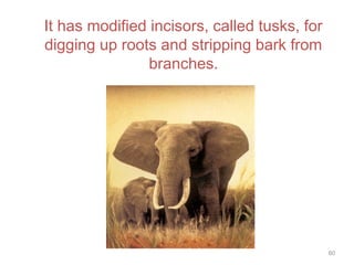 It has modified incisors, called tusks, for
digging up roots and stripping bark from
branches.
60
 