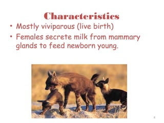 Characteristics
• Mostly viviparous (live birth)
• Females secrete milk from mammary
glands to feed newborn young.
6
 