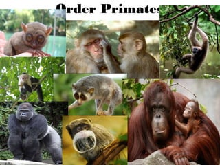 Order Primates
63
 