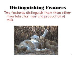 Distinguishing Features
Two features distinguish them from other
invertebrates: hair and production of
milk.
7
 