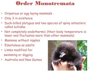 Order Monotremata
• Oviparous or egg laying mammals
• Only 3 in existence
• Duck-billed platypus and two species of spiny anteaters
called echidna.
• Not completely endothermic (their body temperature is
lower and fluctuates more than other mammals)
• Mammae without nipples
• Edentulous as adults
• Limbs modified for
swimming or digging
• Australia and New Guinea
9
 