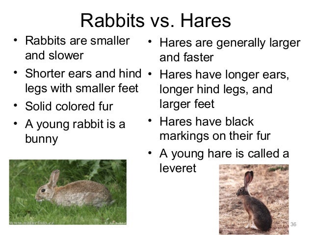 животные на английском. The hare and the tortoise текст. кролик перевод. The hare and the tortoise story. заяц по.