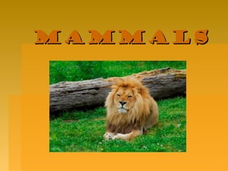 Mammals

 