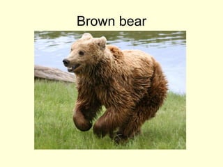 Brown bear
 