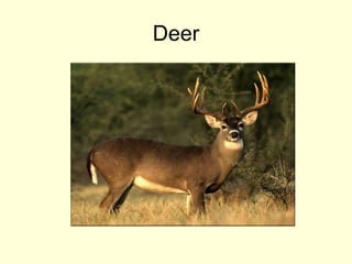 Deer
 