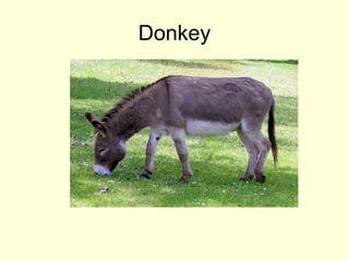 Donkey
 
