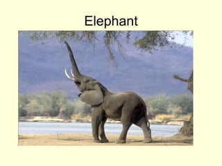 Elephant
 