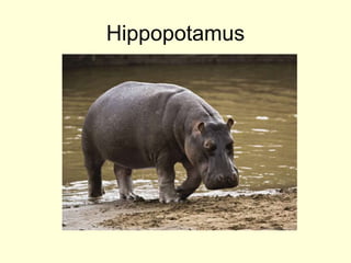 Hippopotamus
 