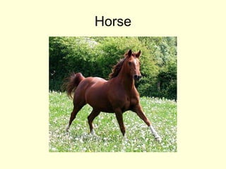 Horse
 