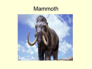 Mammoth
 