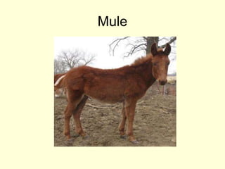 Mule
 