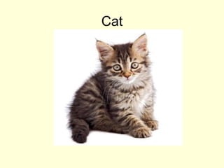 Cat
 