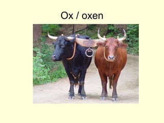 Ox / oxen
 