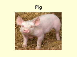 Pig
 