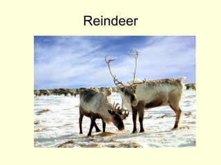 Reindeer
 