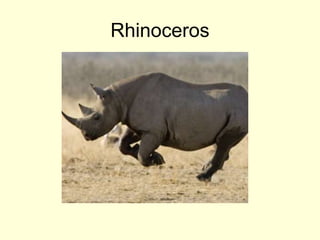 Rhinoceros
 