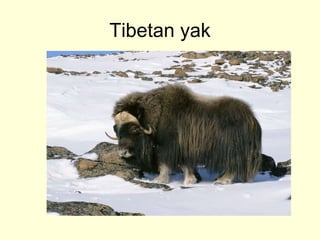 Tibetan yak
 