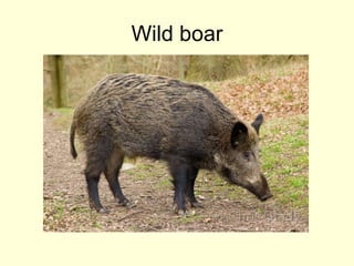 Wild boar
 