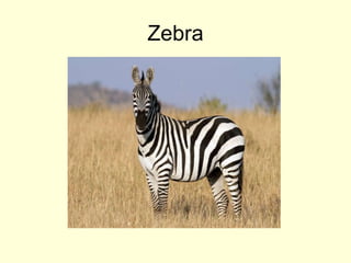 Zebra
 