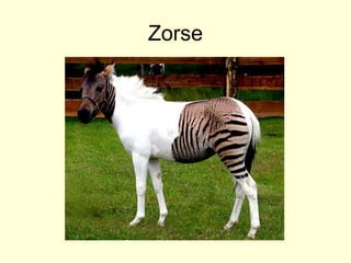 Zorse
 
