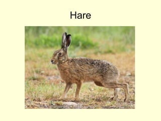 Hare
 