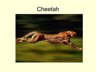 Cheetah
 