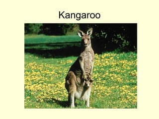 Kangaroo
 
