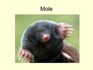 Mole
 