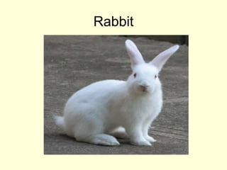 Rabbit
 