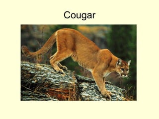 Cougar
 