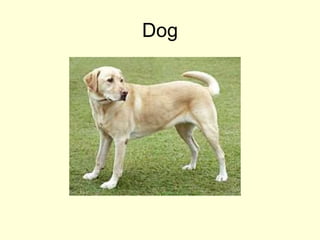 Dog
 
