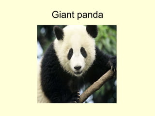 Giant panda
 