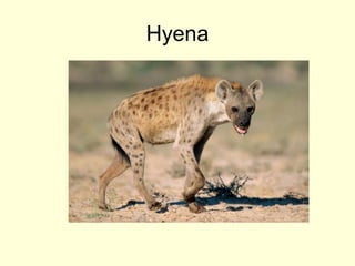 Hyena
 
