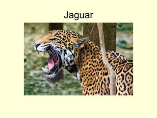 Jaguar
 