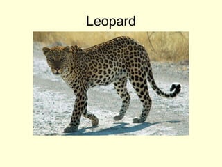 Leopard
 