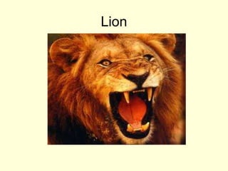 Lion
 