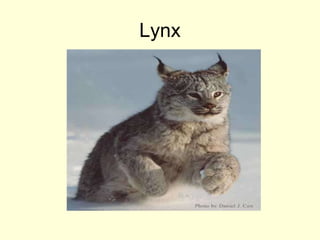 Lynx
 