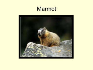Marmot
 