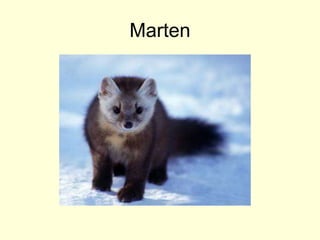 Marten
 