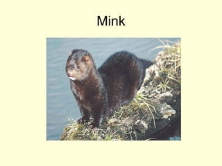 Mink
 