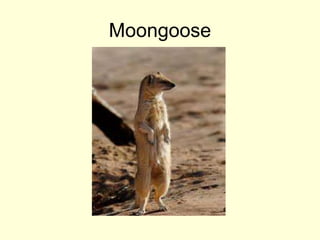 Moongoose
 