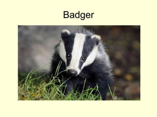 Badger
 