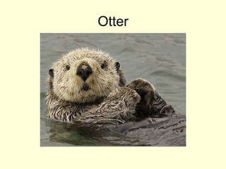 Otter
 