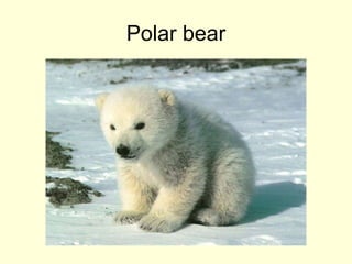 Polar bear
 