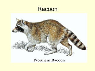 Racoon
 