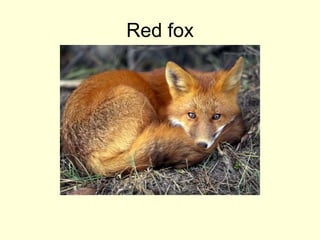 Red fox
 
