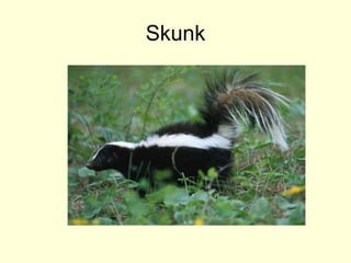 Skunk
 